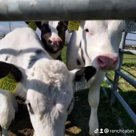 The Ranch * Rathdowney