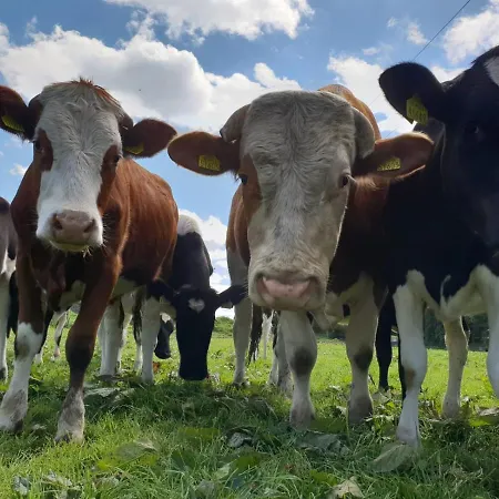 The Ranch Дом отдыха *