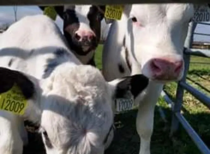 The Ranch * Rathdowney