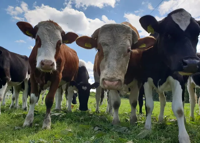 The Ranch Vakantiehuis *